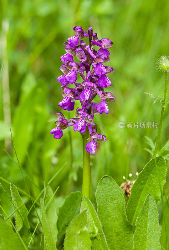 绿翼兰(Orchis morio)